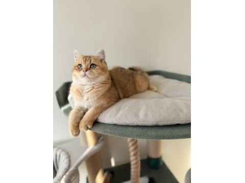 Pet Şecereli Safkan British Shorthair Bebekler