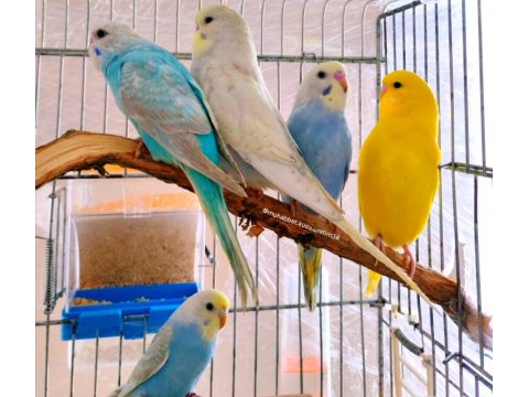 Çocuklar Bile Eğitebilir İstanbul İçi Eve Teslim Muhabbet Kuşu