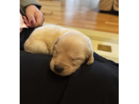 Yavru Golden Retriever Köpeğim