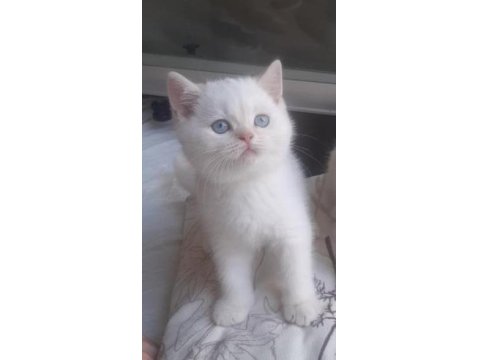 Safkan British Shorthair Yavrularımız