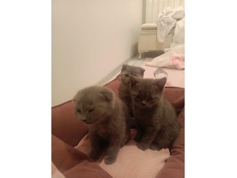 British Kedi Ve Scottish Kediler