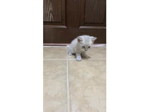 Sahiplendirme Ve Satın Alma British Shorthair