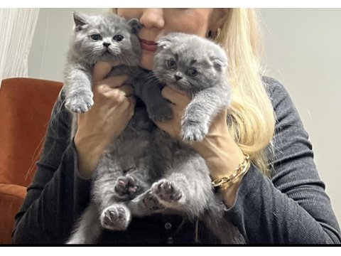 Duman Rengi Scottish Ve British Bebekler