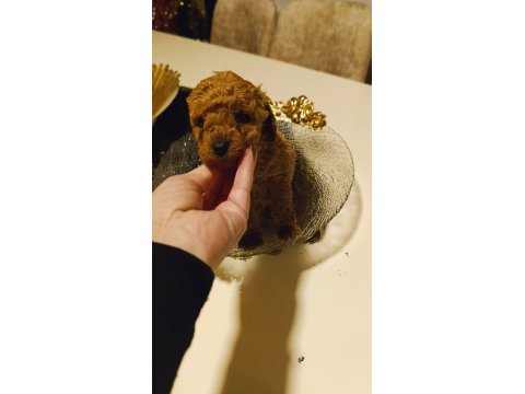 Tatlı Mi Tatlı Poodle Minikler
