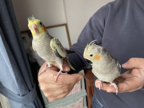 El Besleme Sultan Papağanı Yavruları