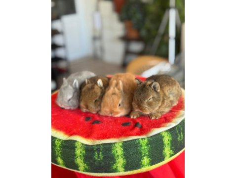 Cüce Ve Lop Irkı Tavşanlar Mevcuttur