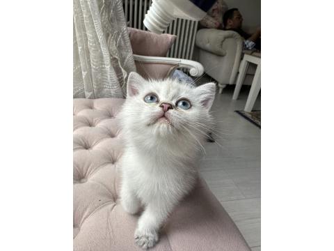 British Bebiş Kediler