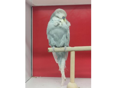 Show Muhabbet Kuşları