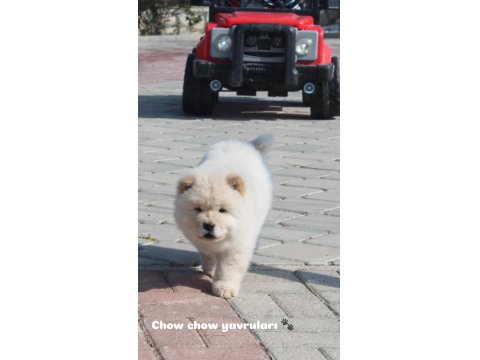 Chow Chow Köpekleri