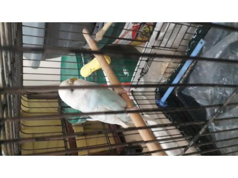 Dişi Muhabbet Kuşumuz