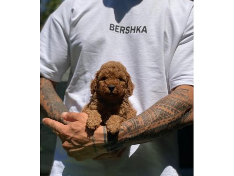 Safkan Toy Poodle Arayanlara Özel