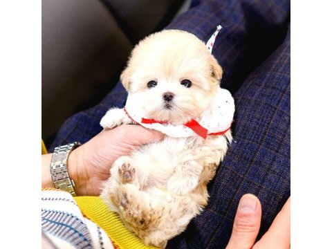 Safkan Maltipoo Bebeklerimiz 2 Aylık