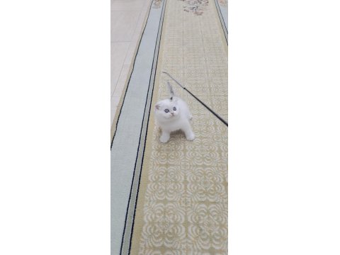 Erkek Ve Dişi British Shorthair Yavrular