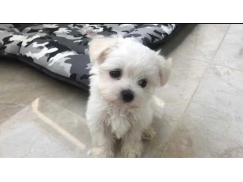 Teacup Maltese Yavrularımız