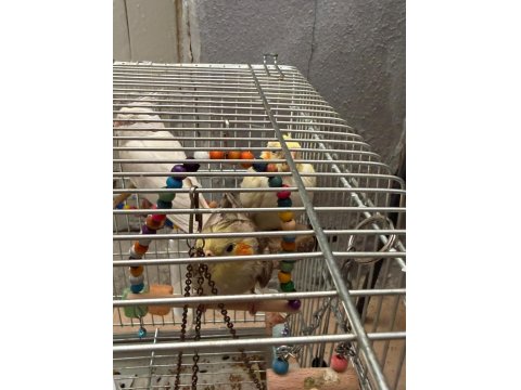 En Büyüğü 4 Aylık 2 Çift Sultan Papağanları