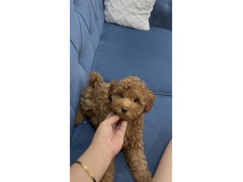 Toy Poodle Köpeği 4 Aylık