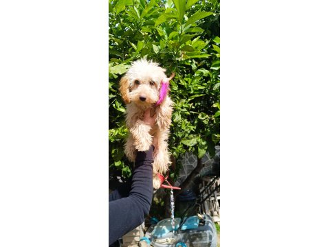 5 Aylık Tüm Aşıları Tam Maltipoo