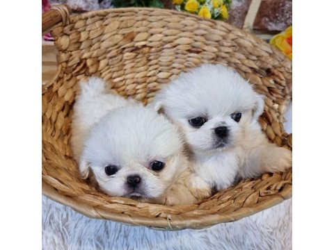 Dünya Tatlısı Pekinez Yavru Köpekler