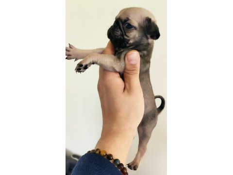 Orjinal Safkan A+ Kalite Pug Mops Yavrular