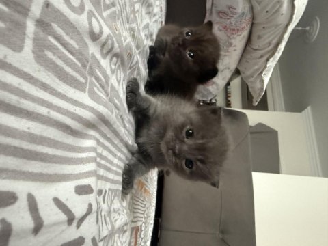 British Shorthair Bebek Kediler