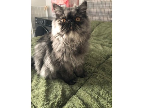 6 Aylık Dişi İran Persian Kediler