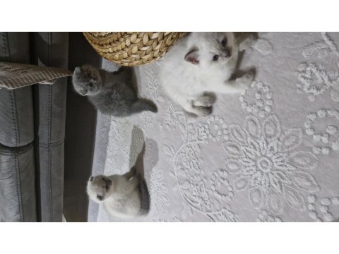 1.5 Aylık Dişi Ve Erkek Kediler