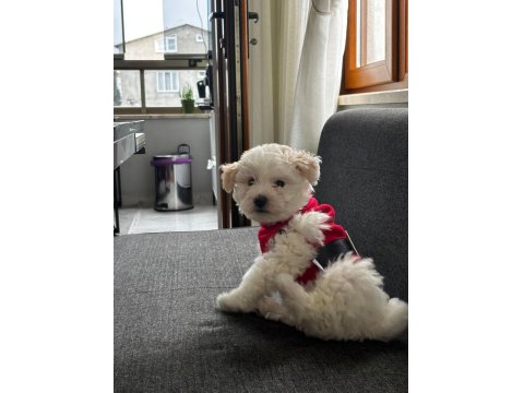 Dişi 3 Aylık Maltipoo