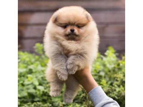Ayı Surat Pomeranian Yavruları