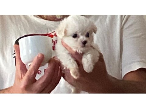 Maltese Terrier Sıfır Numara Ev Doğumlu Bebeklerim