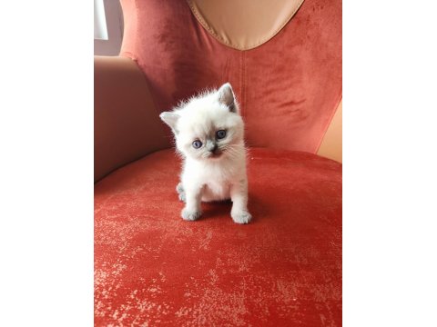 British Shorthair Blue Point