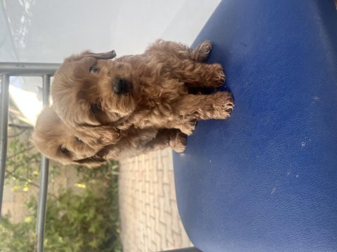 Sıfır Boy Maltipoo Yavrular