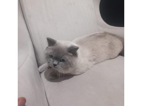 8 Aylik Erkek British Shorthair