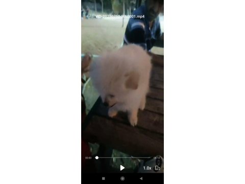 Sahibinden Evcil 3 Aylik Pomeranian Cins Köpeğimiz