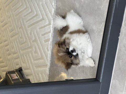 Anne Pekinez Baba Pomeranian