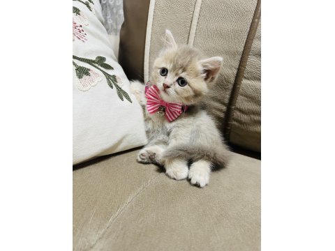 Yavru British Kedimize Yuva Arıyoruz