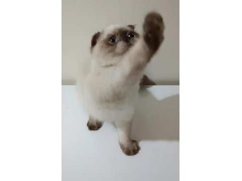 Top Kafa Scottish Fold Erkek