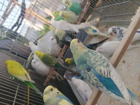 Yetişkin Erkek Dişi Muhabbet Hazır Kuşlar