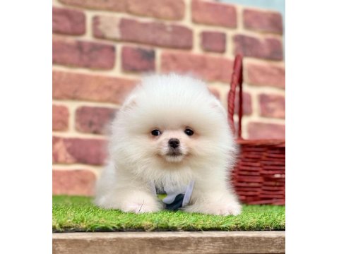 Safkan Pomeranian Cinsi Köpeklerimiz
