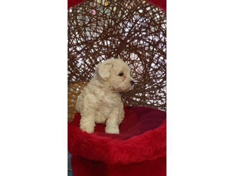 Maltese Terrier Yavrularımız