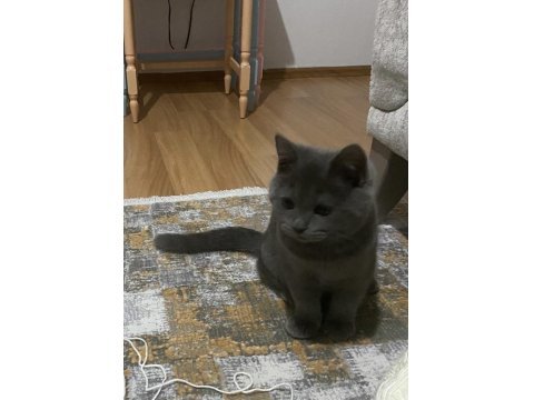 4 Aylık Yavru British Shorthair