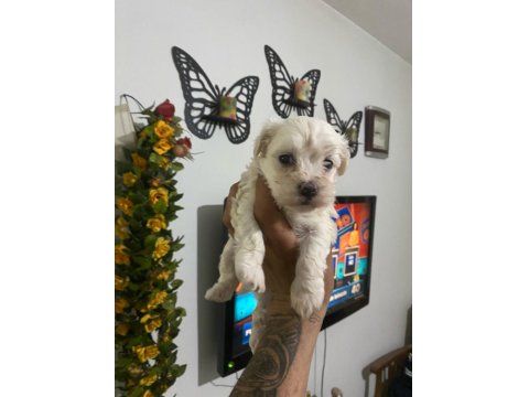 Orjinal Maltese Terrier Yavrular