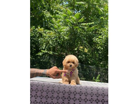 Evinizin Neşesi Maltipoo Bebekler
