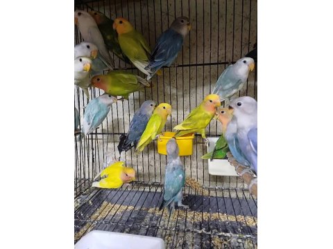 Sevda Cennet Papağanı Yavrular