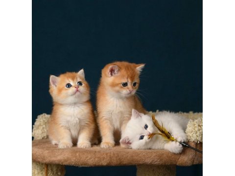 British Shorthair Golden Ve Longhair Yavrular