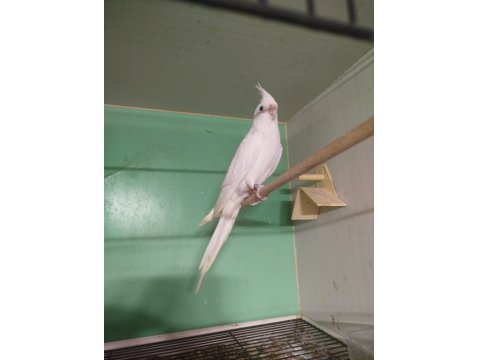 Cf X Tek Kanat Zincir Den Gelme Erkek Sultan Papağanı