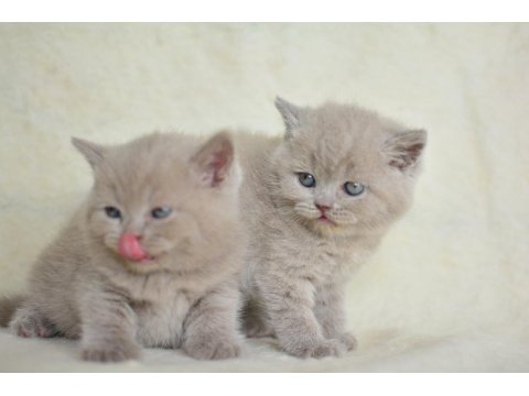 Top Kafa Lilac British Shorthair Yavrularımız