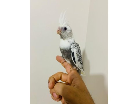 40 Günlük Sultan Papağanı Yavruları