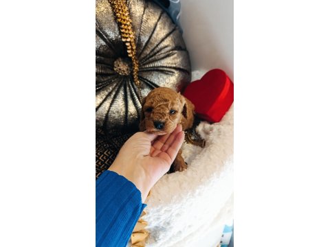 Dişi Ve Erkek Toy Poodle