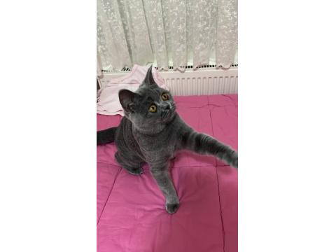 Acil Sahiplendirme 5 Aylık Kedimiz