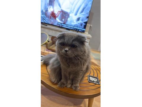 Eğitimli Uslu British Longhair